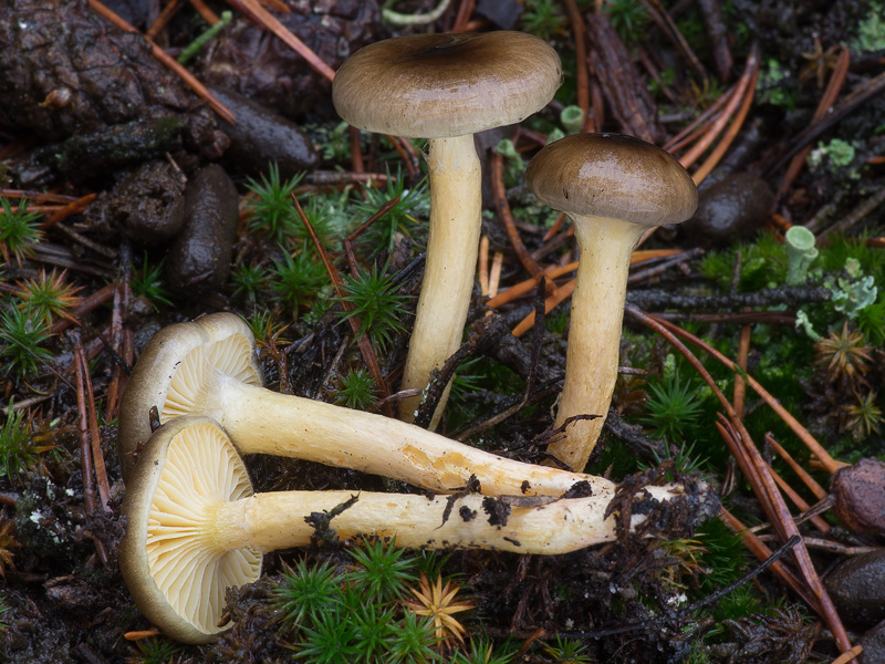 Hygrophorus hypothejus